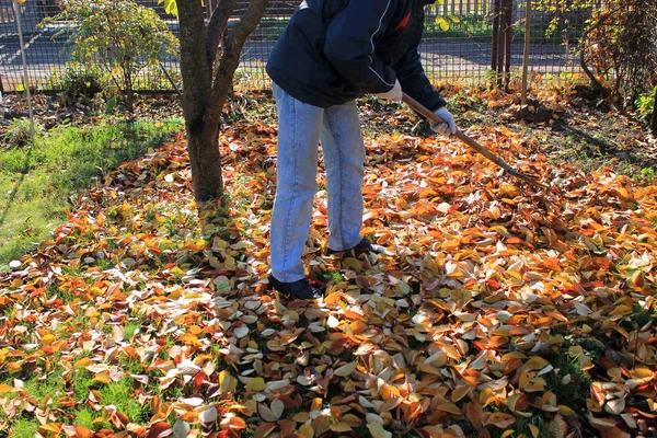 Der Gärtner Harkt Garten Unter Den Bäumen Einen Haufen Herabgefallenen — Stockfoto