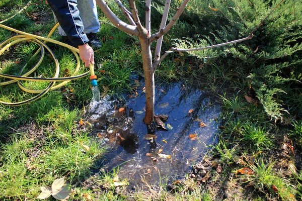 Bir bahçıvan Bahçe bir deliğe bir hortum genç meyve ağacıyla sular.