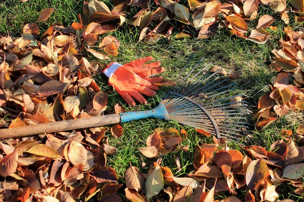 Eine Fächerharke Und Handschuhe Stehen Neben Einem Haufen Abgefallenen Laubs — Stockfoto