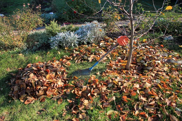 Fan Rake Gloves Next Pile Fallen Leaves Background Autumn Garden — Stock Photo, Image