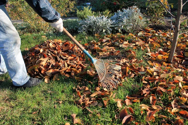 Jardineiro Levanta Uma Pilha Folhas Outono Caídas Jardim Sob Árvores Fotografias De Stock Royalty-Free