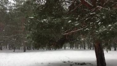Kar yağışı sırasında iğne yapraklı orman arka planı kar kaplı çam ağacı.