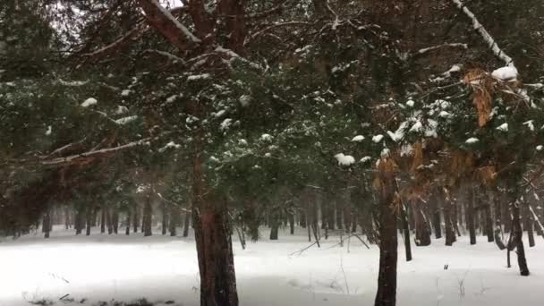 Nevicate Nella Foresta Sullo Sfondo Dei Pini — Video Stock