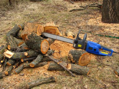 Elektrikli testere bir Boyutlanmış ağaç gövdesi ve talaş yanındaki çukuru.