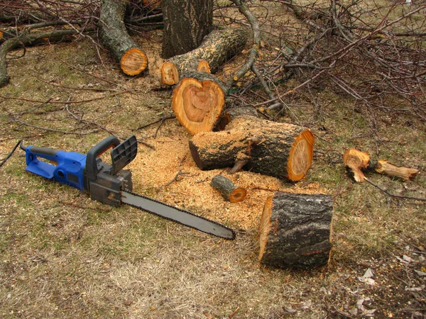 Boyutlanmış ağaç gövdesi ve talaş yanında elektrikli testere olduğunu.