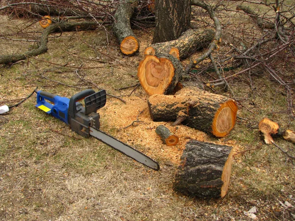 Electric saw is next to a sawn tree trunk and sawdust. — Stock Photo, Image