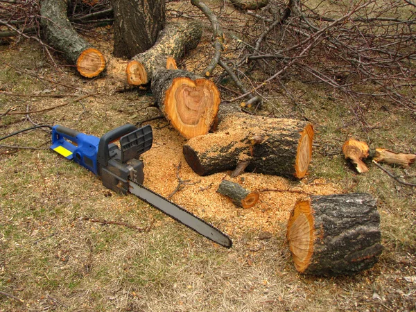 Boyutlanmış ağaç gövdesi ve talaş yanında elektrikli testere olduğunu.