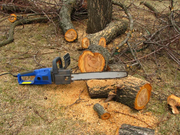 Elektrosäge neben gesägtem Baumstamm und Sägemehl. Stockfoto