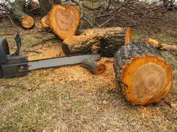 Serra elétrica está ao lado de um tronco de árvore serrada e serragem . Imagem De Stock