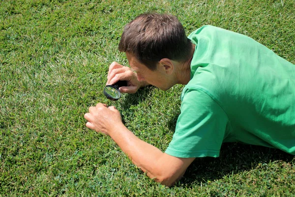 Gärtner mit Lupe in der Hand überprüft das Gras auf Schädlinge und Krankheiten. Stockbild