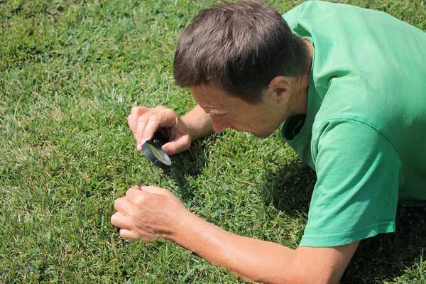 Gärtner mit Lupe in der Hand überprüft das Gras auf Schädlinge und Krankheiten. lizenzfreie Stockfotos