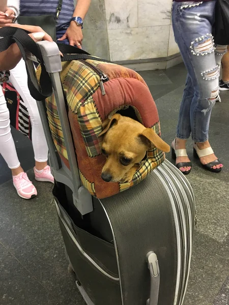 Cane chihuahua seduto in un trasportino sopra una valigia al t — Foto Stock
