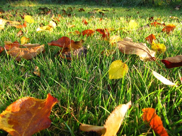Sonbahar yaprakları üzerinde çiy damlaları olan bir çimenlikte yatar..