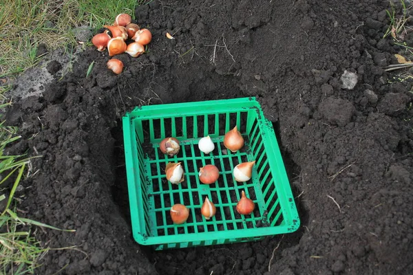 Lale soğanları sonbahar ekimi için bir çukurda bir sepete konur..