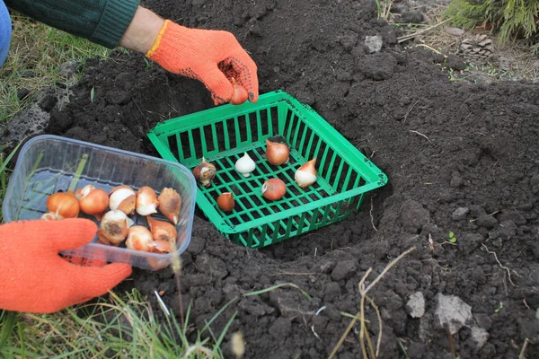 Bahçıvan bir delikte plastik bir sepete lale soğanı eker..