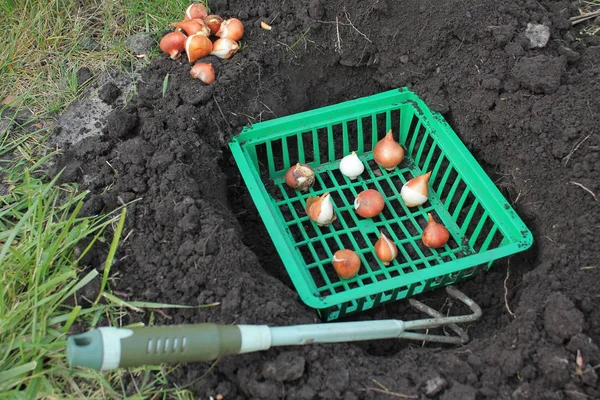 Lale ampulleri ampul grubunun ve bahçenin yanındaki sepete yerleştirildi.