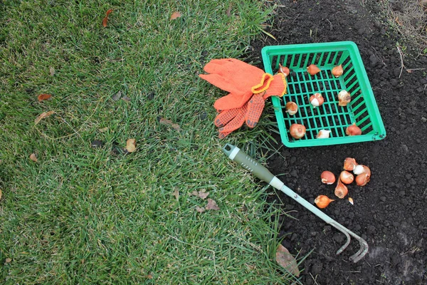 Корзина с луковицами тюльпанов рядом с группой луковиц, садовая рябь — стоковое фото