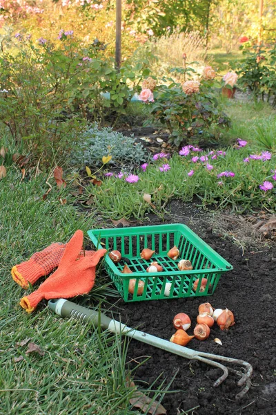 Korb mit Tulpenzwiebeln ist neben der Zwiebelgruppe, Garten Rippe — Stockfoto