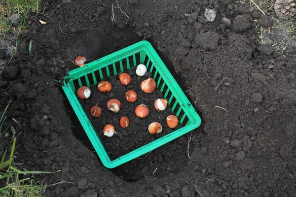 Луковицы тюльпана помещены в корзину в яме для осенней посадки . — стоковое фото