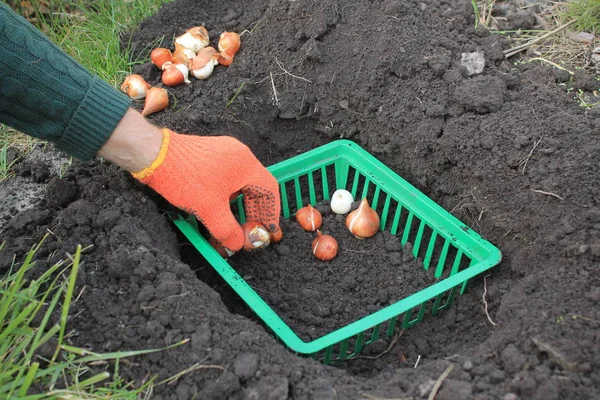 Bahçıvan, ampullerin yanındaki bir delikte sepete lale soğanı koyar. 
