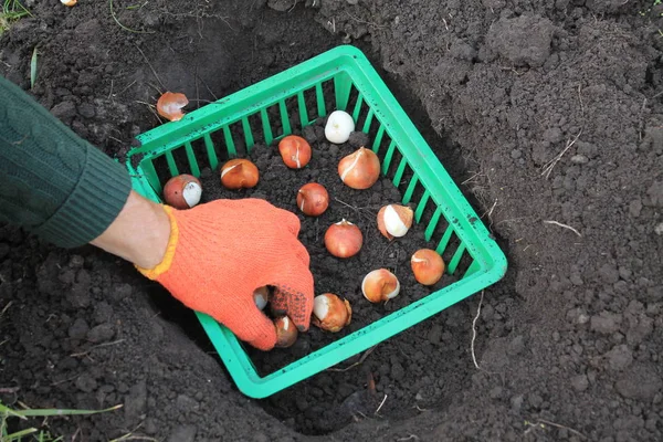 Bahçıvan bir delikte sepete lale soğanı eker..