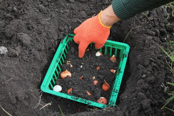 Der Gärtner pflanzt Tulpenzwiebeln in einen Korb in ein Loch. — Stockfoto