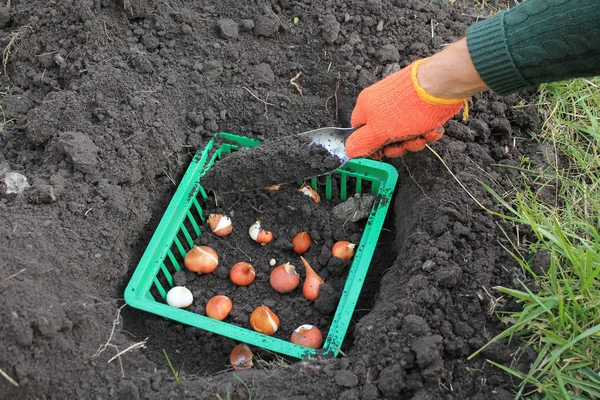 Садовник сажает луковицы тюльпанов в корзину в яме с помощью садового дерева — стоковое фото