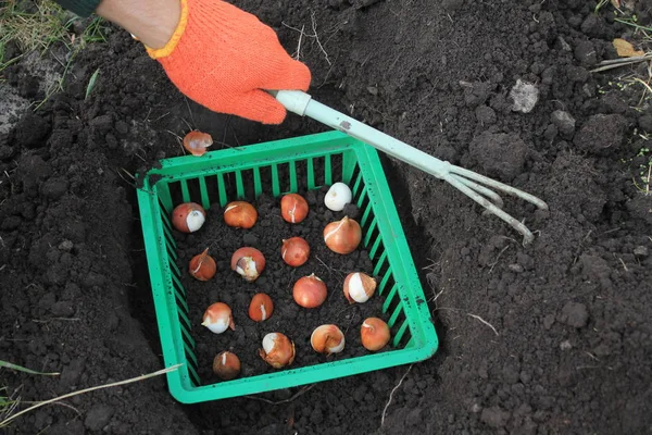 O jardineiro planta bulbos de tulipa em uma cesta em um buraco usando gard Imagem De Stock