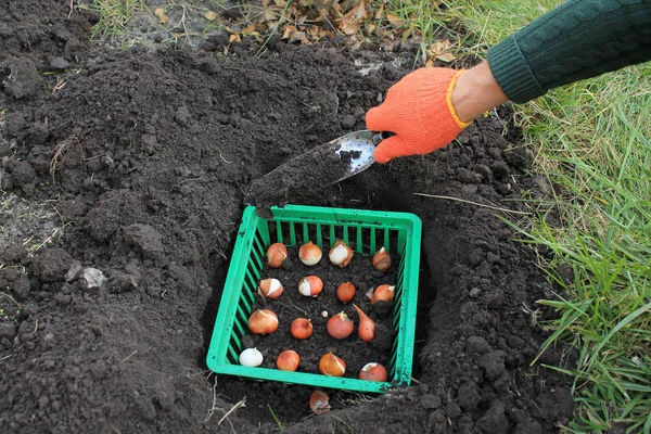 Der Gärtner pflanzt Tulpenzwiebeln in einen Korb in ein Loch mit einem Gitter Stockbild