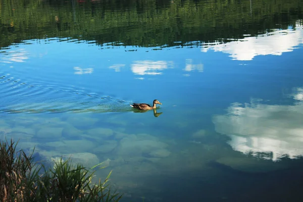 Mallard duck female floats on the water surface on background of reflection of sky and clouds.