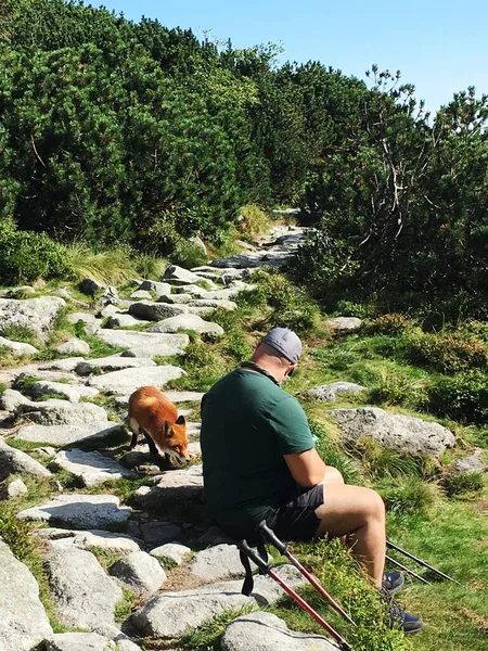 Yürüyüş parkurunun yakınında dinlenen yürüyüşçü, High Tatras 'ta kızıl tilki gözlemliyor..