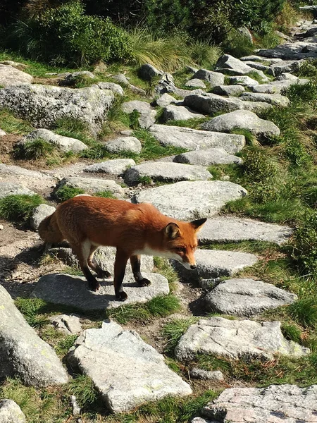 Kızıl tilki High Tatras 'ta yürüyüş yolunun yakınında yürüyor..