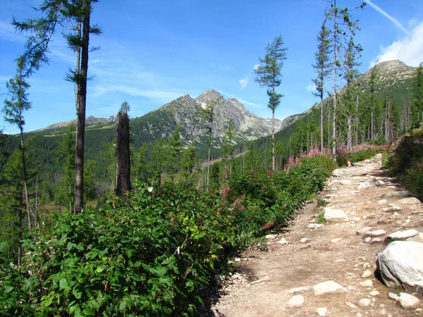 View Rocky Hiking Trail Background Mountains Forest Sky High Tatras — Stock Photo, Image