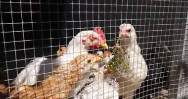 tavuk ve tavuk çiftliğinde çitin arkasında kapatın 