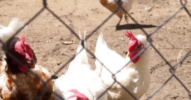 tavuk ve tavuk çiftliğinde çitin arkasında kapatın 