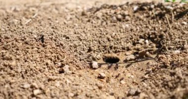 makro karıncalar ve yuva koloni  