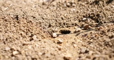 makro karıncalar ve yuva koloni  