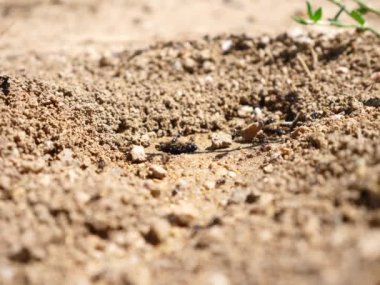 makro karıncalar ve yuva koloni  