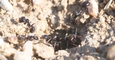 makro karıncalar ve yuva koloni 