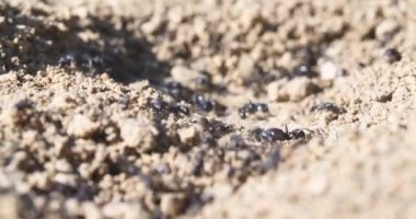 makro karıncalar ve yuva koloni 