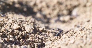 makro karıncalar ve yuva koloni 