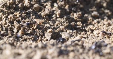 makro karıncalar ve yuva koloni 