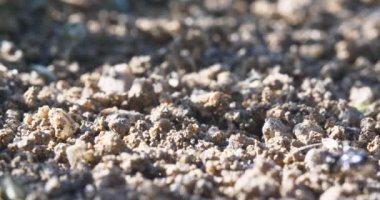 makro karıncalar ve yuva koloni 