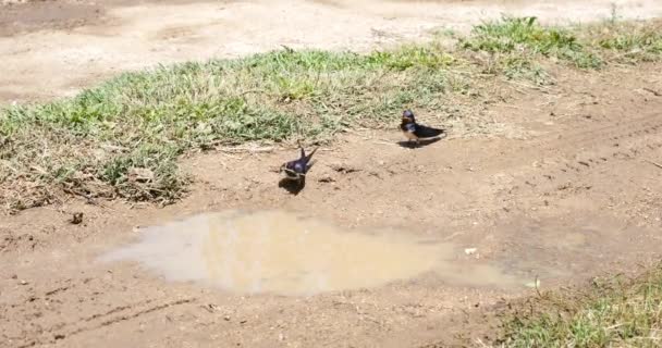 Slikken Van Vogels Nemen Van Modder Van Vloer Nest Bouwen — Stockvideo