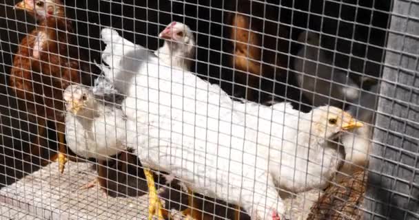 Közelkép Csirke Tyúk Kerítés Mögött Farm — Stock videók