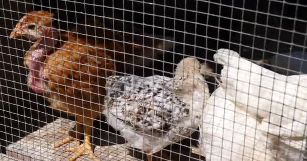 鶏と鶏のフェンスの背後にファームを閉じる — ストック動画