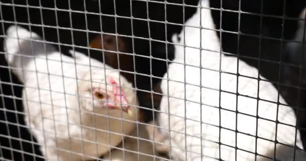 Εσωτερικη Κοτόπουλα Και Κότες Στο Αγρόκτημα Πίσω Από Φράχτη — Αρχείο Βίντεο