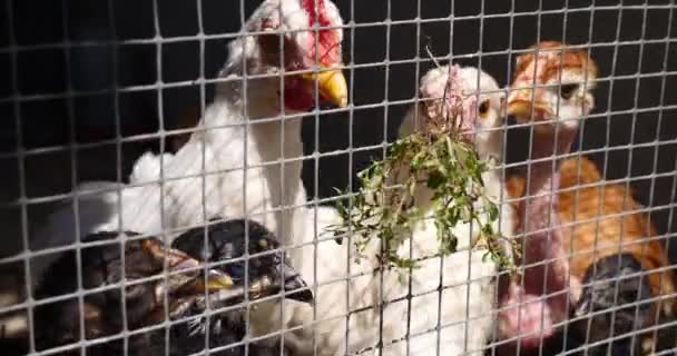 Fechar Galinhas Galinhas Fazenda Atrás Cerca — Vídeo de Stock