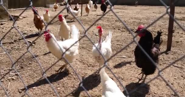 Hühner Und Hühner Auf Bauernhof Hinter Zaun — Stockvideo