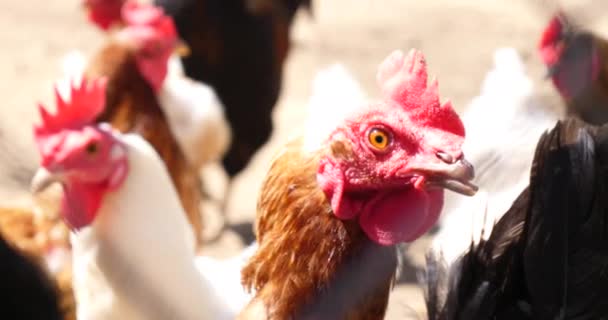 鶏と鶏のフェンスの背後にファームを閉じる — ストック動画